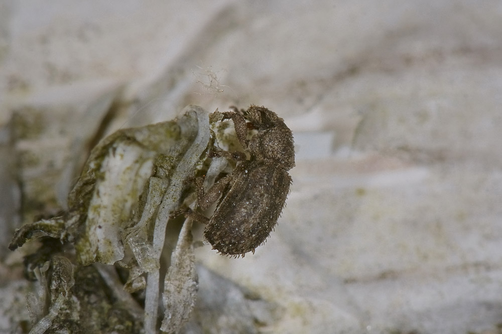 Trachyphloeus?